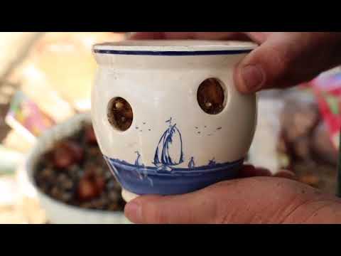 download lagu mp3 mp4 Growing Crocus Indoors, download lagu Growing Crocus Indoors gratis, unduh video klip Growing Crocus Indoors