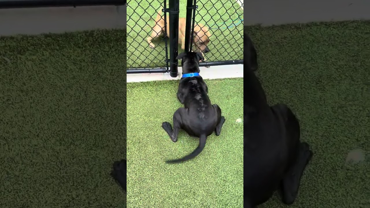 Brazil, a Adoptable Staffordshire Bull Terrier in Greensboro, NC video 6/6
