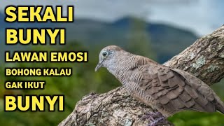 Download lagu Perkutut Lokal Gacor Suara Super Kristal - Pancingan Malas Bunyi  (99%AMPUH BANGET) mp3