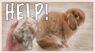 How to Survive a RABBIT MOLT