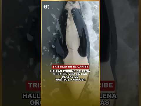 HALLAN ENORME BALLENA ORCA SIN VIDA EN LAS PLAYAS DE MOÑITOS, CÓRDOBA