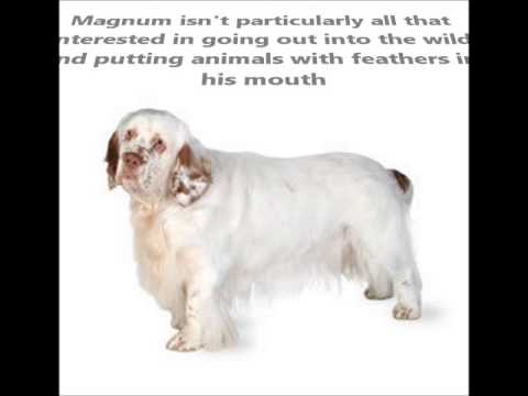 Clumber Spaniel