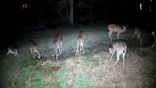 Deer after dark (346)