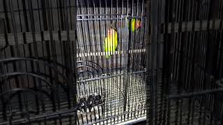 Download lagu masteran lovebird ngekek panjang mp3 Download lagu masteran lovebird ngekek panjang mp3