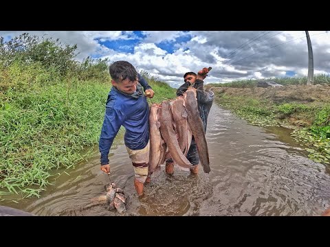 African catfish invasion in the river: the battle for the survival of native species! Kestrel fis...