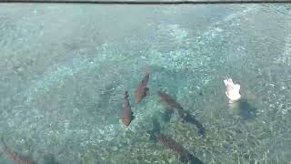 洞爺湖中島観光遊覧船桟橋で鯉と鳥にエサやり体験