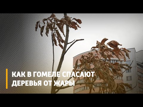 В Гомеле спасают деревья от жары видео