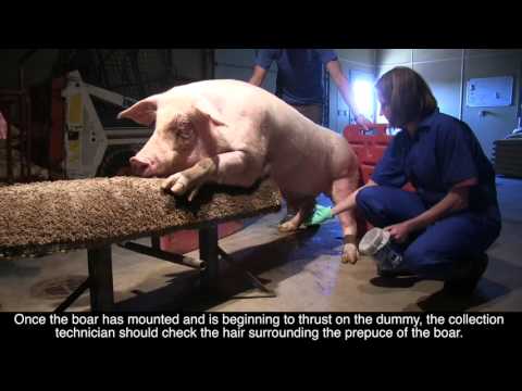 Biosecurity and Hygiene in Boar Collection