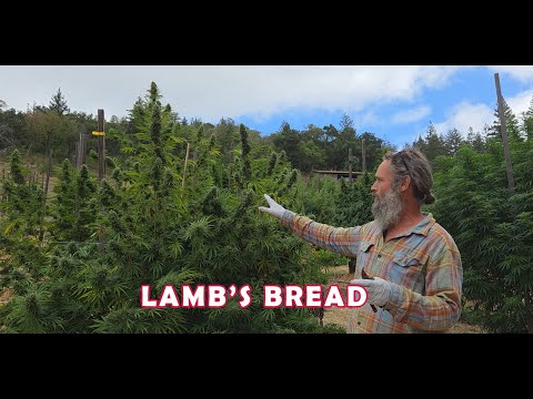 LAMB'S BREAD