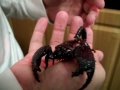 Scorpions When Being Held 