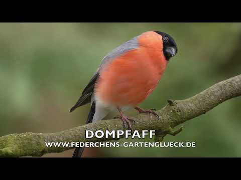 DOMPFAFF 💮Zwitscherportrait💮 kleinfein -- Vogelstimmen - Vogelportrait - Steckbrief