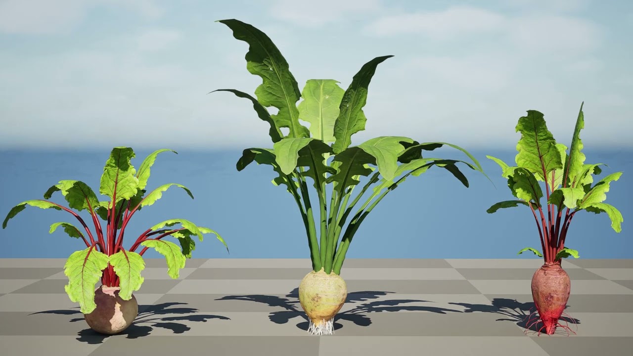 Bietenplant 3D Model