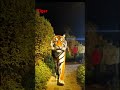 Tiger 🐅🐯 #tiger Got it! You’re looking for AI- h#AITigerrt#AIAnimals#AIWildCreatures#AIEditedTigerWa