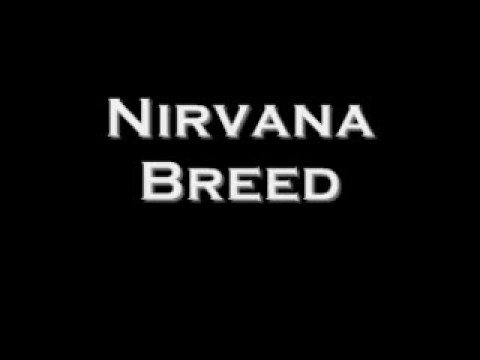 Nirvana: Breed with Lyrics