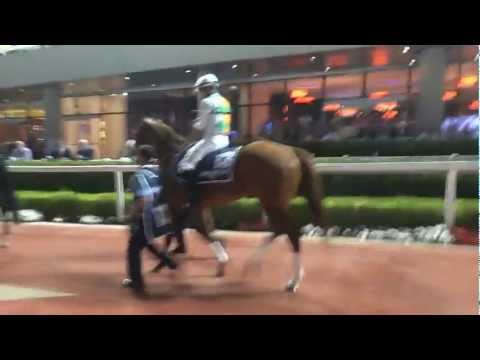 GALOPPSPELAREN - Tertio Bloom parade ring Meydan 130110 Dubai