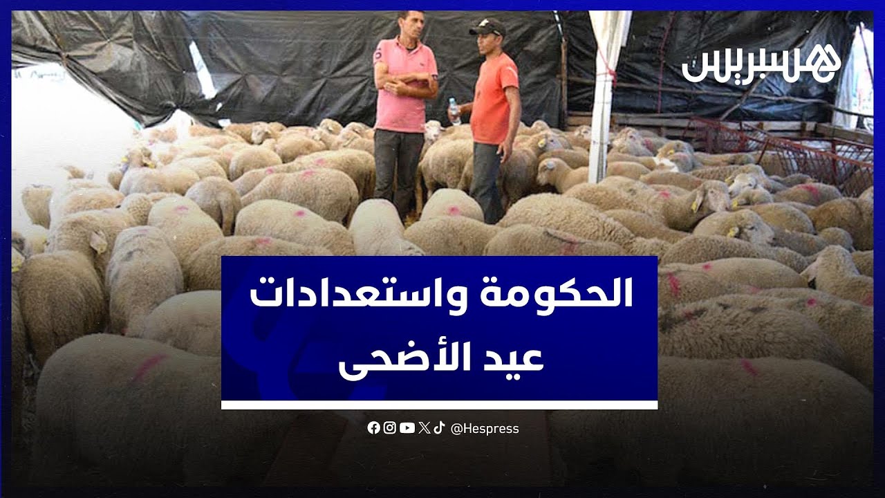 بايتاس: الحكومة تعمل على مضاعفة استيراد أضاحي العيد قياسا بالعام الماضي thumbnail