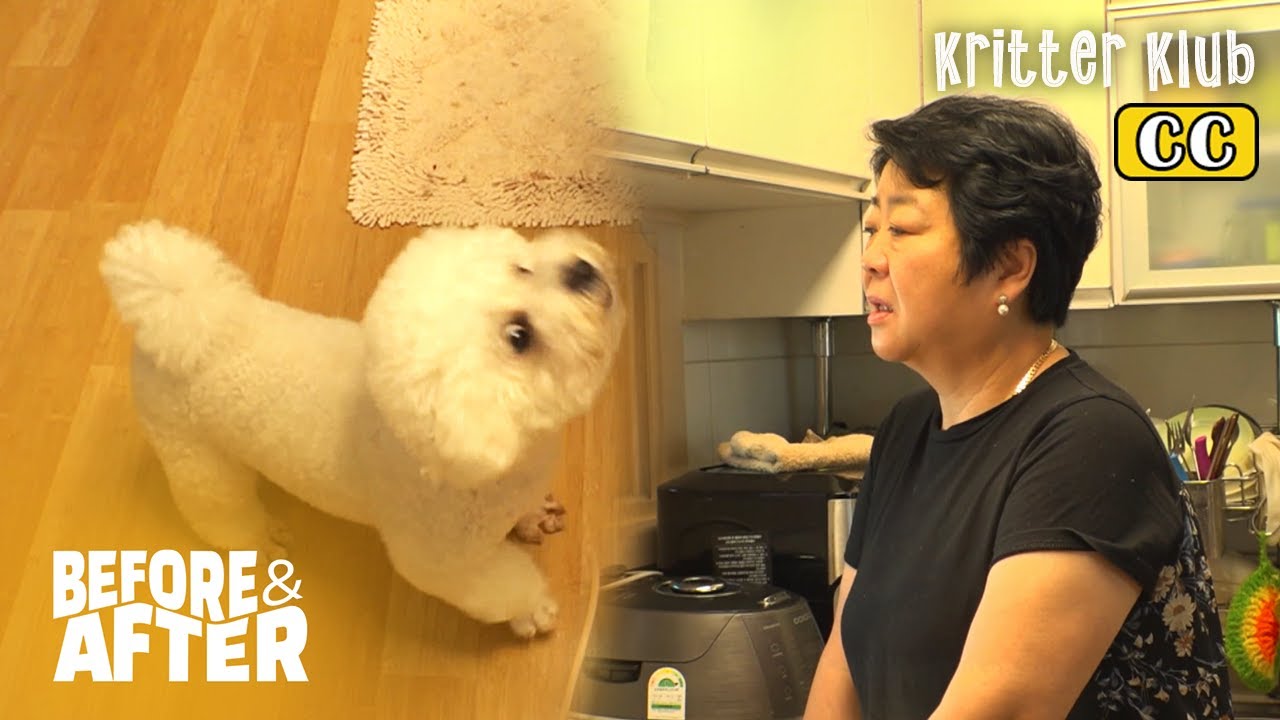 Watch Now There's One Thing This Super Gentle Dog 'Gucci' Hates | Before & After Makeover Ep 57 There's One Thing This Super Gentle Dog 'Gucci' Hates | Before & After Makeover Ep 57