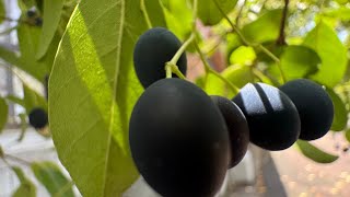 2025 8 13 流蘇 國立台灣大學