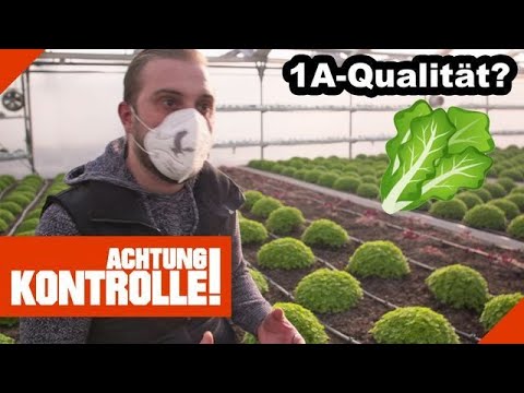 Strenge Qualitätskontrolle! Salatfarm unter der Lupe! |1/2| Kabel Eins | Achtung Kontrolle