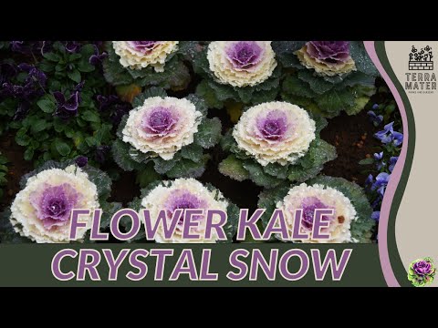 Revealing The Elegance Of FLOWER KALE 'CRYSTAL SNOW' | (Brassica oleracea var. acephala)