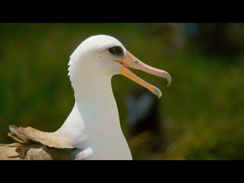This 67 Year Old Bird Could Be The Oldest In The World | BBC Earth