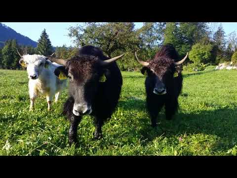 Bavaria Bio Yak 4.Video