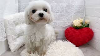 マルチーズの動画02