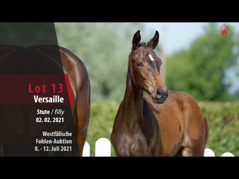 Westfälische Fohlen-Auktion Lot 13 Versaille Stute v. Valdiviani - Dante Weltino