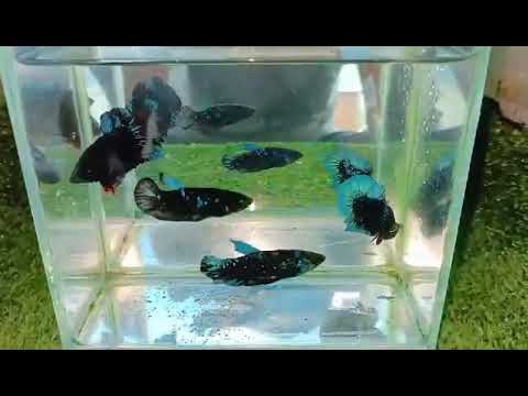 Top grade avatar betta trio +1male  avatar betta no 5 #sgss