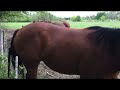 Horse Butt Slaps