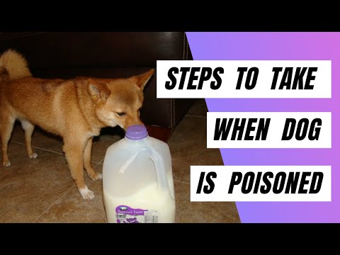 Steps To Take When Your Dog is Poisoned | Treat a Dog That Has Been Poisoned