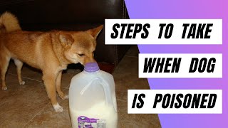 Steps To Take When Your Dog is Poisoned | Treat a Dog That Has Been Poisoned