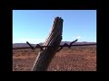Great Fences of Australia 4: Jon Rose and Hollis Taylor