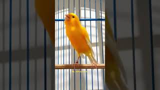 Download lagu canaries singing || canario belga || canary singing || canary bird || canary yellow #shorts #short mp3 Download lagu canaries singing || canario belga || canary singing || canary bird || canary yellow #shorts #short mp3