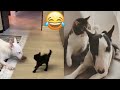 Angry Cats Funny Dogs Videos Compilation Super Funny Angry Cats Of The Week 2 Minutes Laugh