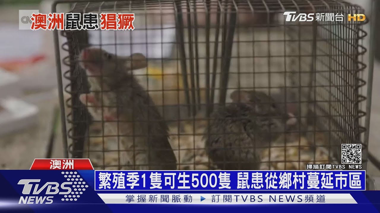 有片/學校、醫院、監獄到處是老鼠! 澳洲大鬧世紀鼠患