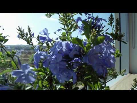 download lagu mp3 mp4 Plumbago Royal Cape, download lagu Plumbago Royal Cape gratis, unduh video klip Plumbago Royal Cape
