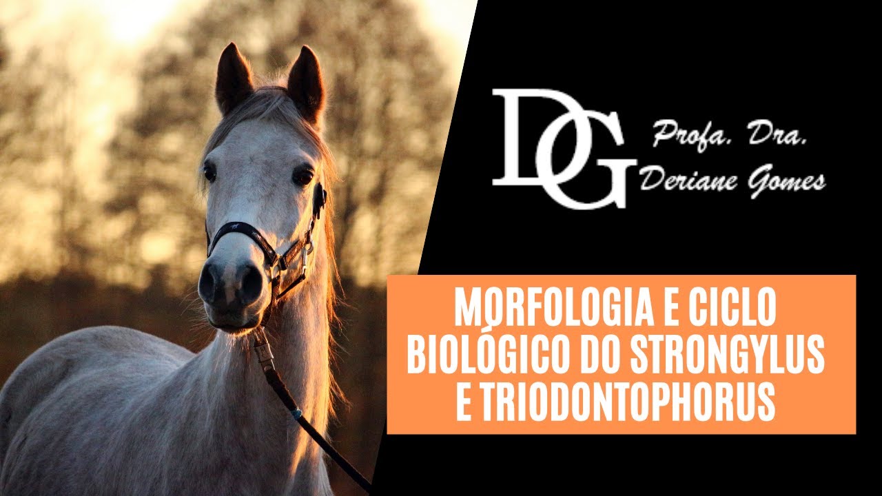 099. Morfologia e Ciclo Biológico do Strongylus e Triodontophorus
