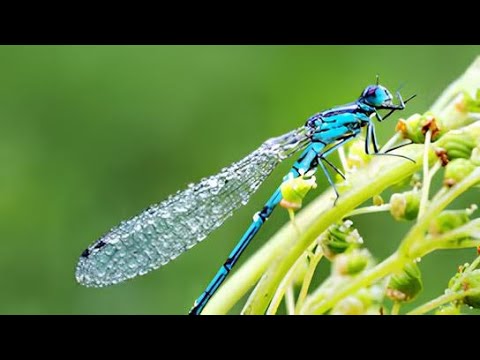 Geheimnisse der uralten Moorlandschaften: Tierwelt, Mysterien und Naturwunder 🌿✨