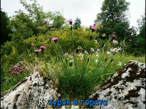 Пролет в гората - Инструментал/Караоке