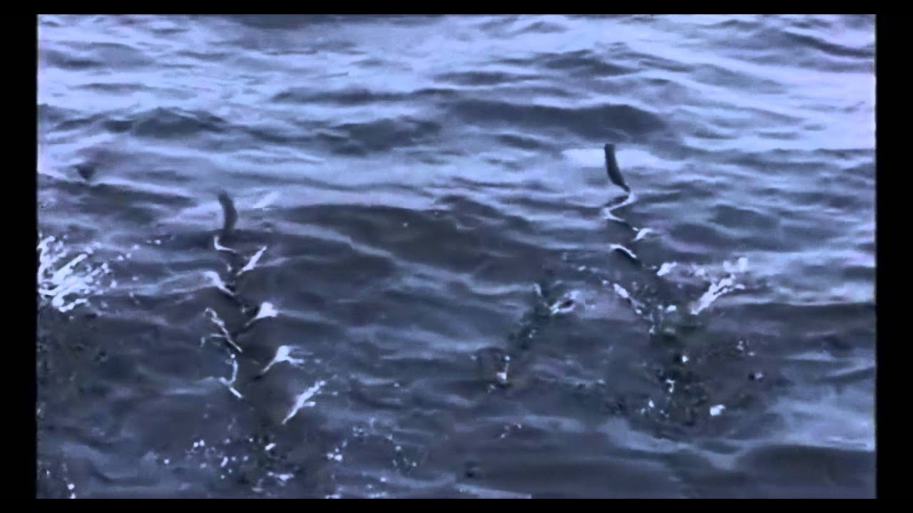 Ryby které umí létat