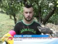 Un Tânăr în Alba Crește Păsări Răpitoare