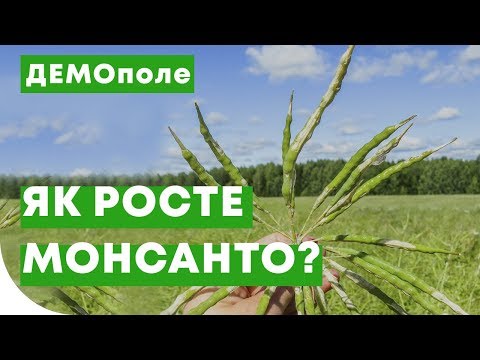 Какой рапс лучше? Демо-поле Монсанто, Еврализ, Байер