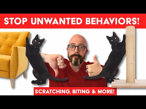 Effective Techniques to Train Your Cat and Eliminate Undesirable Behaviors