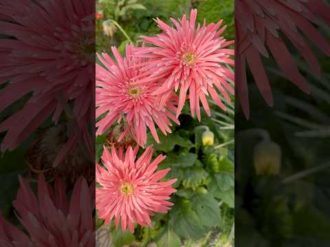 #kalisha #flowers #nepal #india #biratnagar 💜💙#jhonchamling