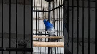 Download lagu Burung kehicap ranting, atau dalam bahasa ilmiahnya *Eurylaimus javanicus*. #kicaumania #shortvideo mp3