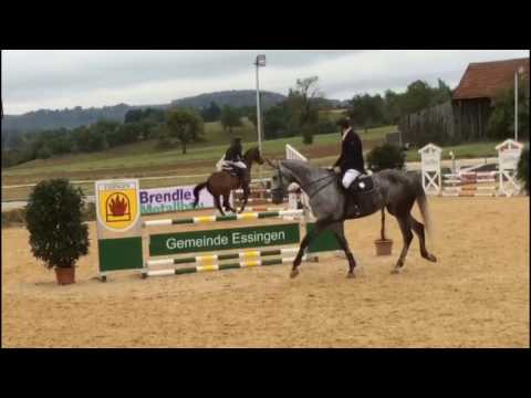 Caruso - Wallach/gelding (2010) - Colorido x Landjunge