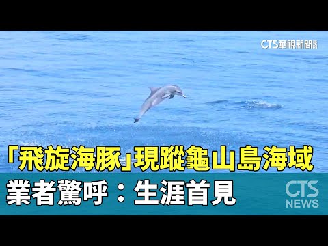 白色「飛旋海豚」現蹤龜山島海域　業者驚呼：生涯首見
