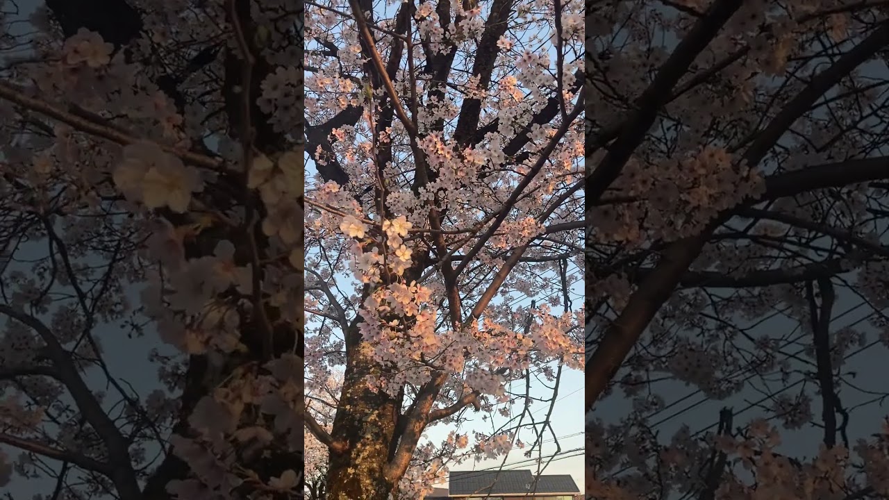パチンコ負けました　#桜#さくら