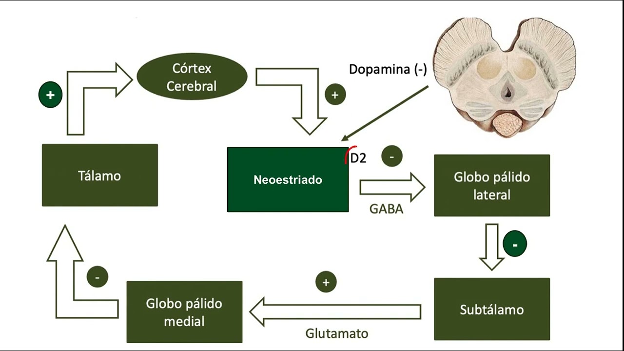 Núcleos da Base - VIA INDIRETA